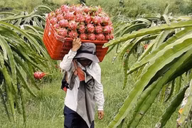Thu hoạch thanh long ở Bình Thuận. (Ảnh: Hồng Nhung/TTXVN)