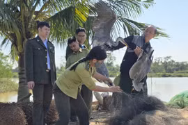 Lực lượng chức năng phát hiện, thu giữ tổng cộng 79 cá thể chim hoang dã tại một số điểm giăng lưới, đặt bẫy chim hoang dã tại phường Quảng Phú và xã Quảng Chính, tỉnh Thanh Hóa. (Nguồn: Cục LN-KL cung cấp)