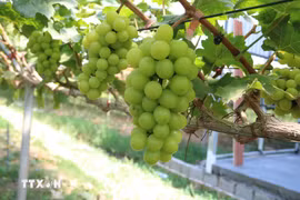 Phát triển nông nghiệp xanh, nông nghiệp sinh thái. (Nguồn: TTXVN)
