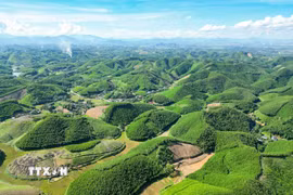 Carbon rừng. (Ảnh minh hoạ. Nguồn: TTXVN)