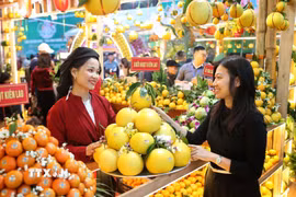 Hướng tới phát triển đồng bộ hệ thống logistics nông sản theo hướng liên kết vùng. (Nguồn ảnh: TTXVN)
