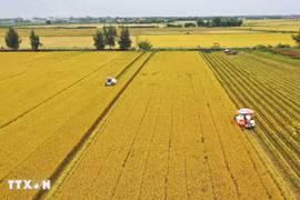 Thu hoạch thí điểm lúa chất lượng cao thuộc Đề án 1 triệu ha chuyên canh lúa chất lượng cao, phát thải thấp tại xã Láng Biển, huyện Tháp Mười, Đồng Tháp. (Ảnh: Nhựt An/TTXVN)