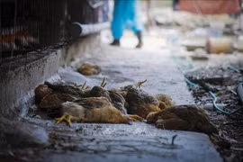 Gà nhiễm virus cúm A/H5N6. (Ảnh minh họa. Nguồn ảnh: TTXVN)