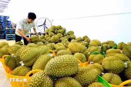 Sầu riêng xuất khẩu được tập kết tại một vựa trái cây . (Ảnh: Hồng Đạt/TTXVN)