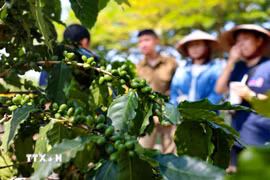 (Ảnh minh họa. Nguồn: TTXVN)