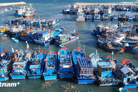 Xác nhận nguồn gốc nguyên liệu thủy sản từ khai thác. (Ảnh minh họa. Nguồn: Vietnam+)