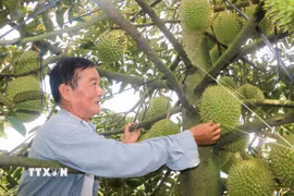 Sầu riêng. Ảnh minh hoạ. (Nguồn ảnh: TTXVN)
