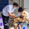 Cán bộ thú y tiêm vaccine phòng dại cho chó để phòng ngừa dịch bệnh. (Ảnh: TTXVN)