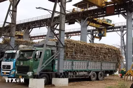 Biện pháp phòng vệ thương mại không chỉ góp phần nâng cao năng lực cạnh tranh của ngành đường trong nước mà còn giúp khôi phục vùng nguyên liệu, cải thiện thu nhập cho người trồng mía.(Ảnh: Tường Quân/TTXVN)