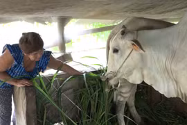 Một trong những giải pháp đảm bảo hiệu quả trong công tác giảm nghèo tại xã Thủy Liễu, tỉnh An Giang là cán bộ địa phương theo dõi sát cùng bà con, giúp cho bà con đồng bào Khmer phát triển kinh tế. (Ảnh: PV/Vietnam+)