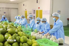 Chế biến nông sản xuất khẩu. (Ảnh: TTXVN)