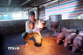 Nông dân ở Sơn La lắp bóng điện sưởi ấm cho đàn lợn của gia đình vào những ngày giá rét. (Ảnh: Quang Quyết/TTXVN)