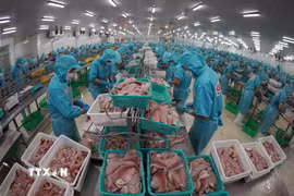 Chế biến cá tra xuất khẩu tại nhà máy của tập đoàn Sao Mai (An Giang). (Ảnh: Vũ Sinh/TTXVN)