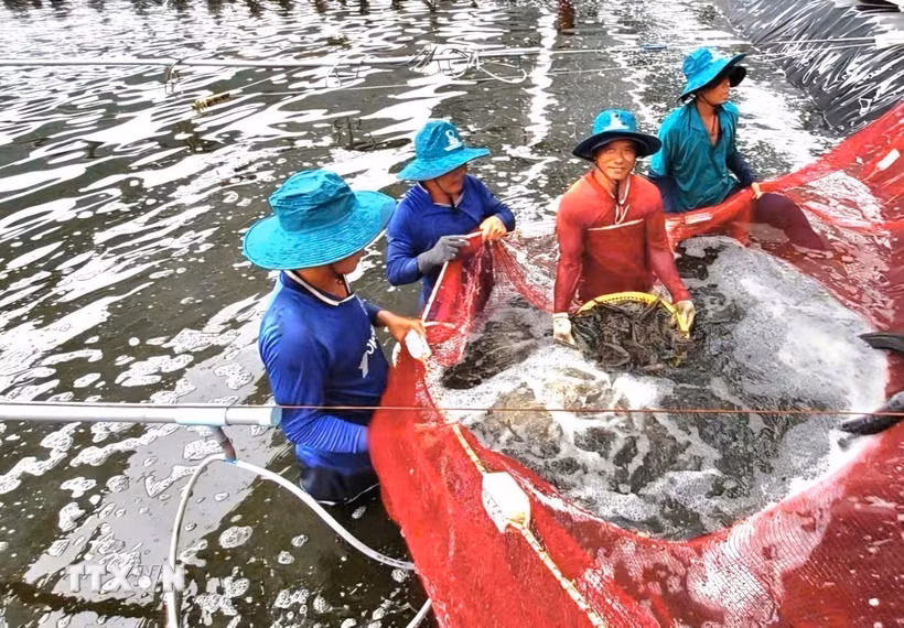 Thu hoạch tôm nuôi mô hình công nghệ cao. (Ảnh: TTXVN phát)