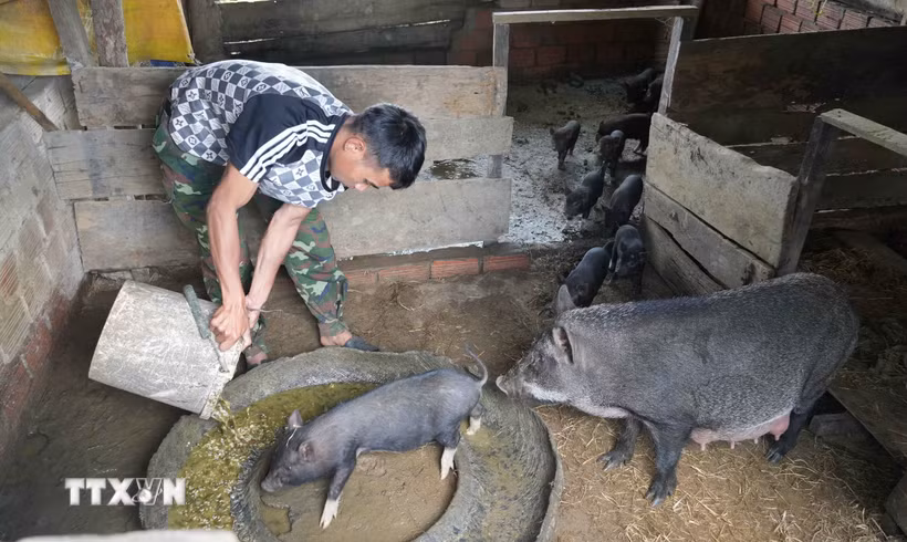 Được Bí thư Chi bộ kiêm Trưởng thôn Đăk Sô Vi Đinh Huấn hướng dẫn, anh A Mu đã mạnh dạn phát triển đàn heo của gia đình. (Ảnh: Dư Toán/TTXVN)