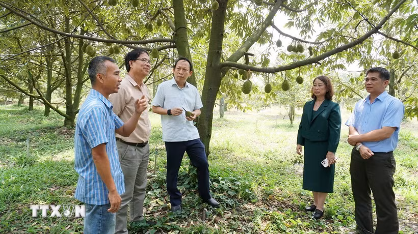 Các đơn vị chuyên môn tìm hiểu quy trình canh tác sầu riêng tại Hợp tác xã sầu riêng Bàu Đồn, xã Bàu Đồn, huyện Gò Dầu (Tây Ninh). (Ảnh minh họa: Thanh Tân/TTXVN)