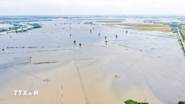 Mưa lũ phức tạp gây thiệt hại tại vùng Đồng Tháp Mười
