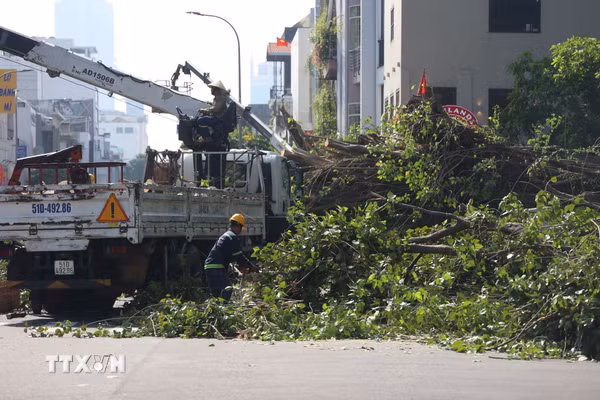 Thành phố Hồ Chí Minh: Cây cổ thụ bật gốc chắn ngang đường khiến giao thông ùn ứ