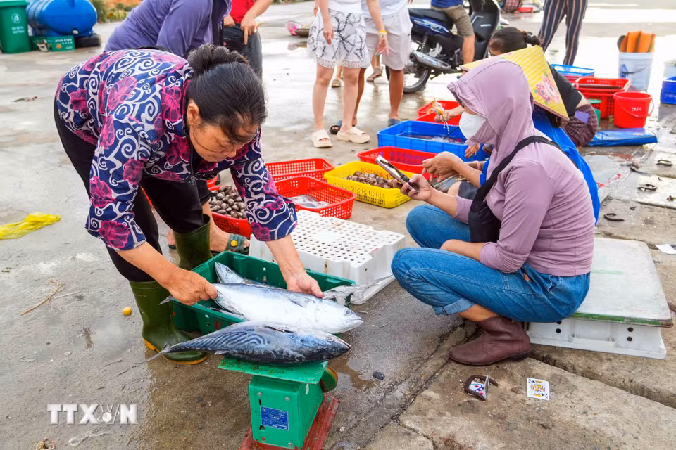 Hoạt động mua bán, thu mua hải sản tại cảng cá Cửa Nhượng, góp phần tạo sinh kế cho ngư dân vùng biển Thiên Cầm. (Ảnh: Hữu Quyết/TTXVN)