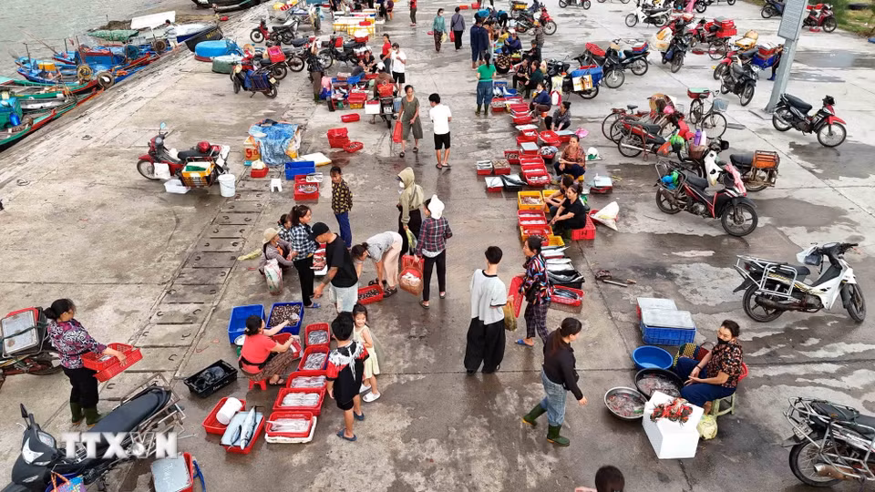 Hoạt động mua bán, thu mua hải sản tại cảng cá Cửa Nhượng. (Ảnh: Hữu Quyết/TTXVN)