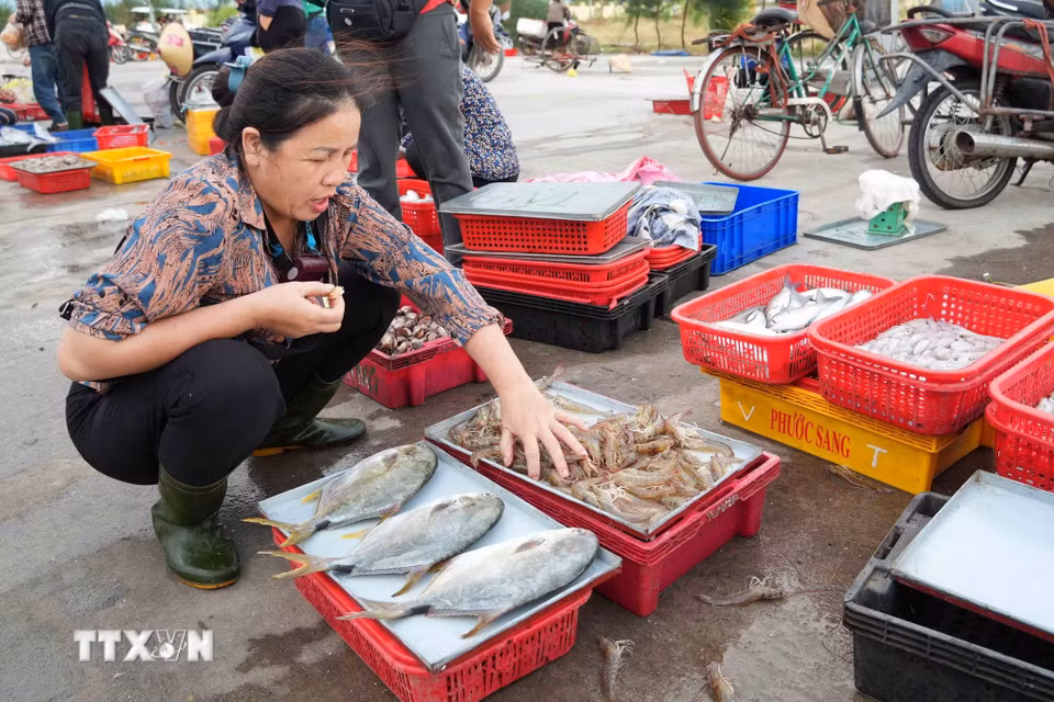 Hoạt động khai thác và tiêu thụ hải sản tạo sinh kế cho hàng nghìn lao động vùng biển. (Ảnh: Hữu Quyết/TTXVN)