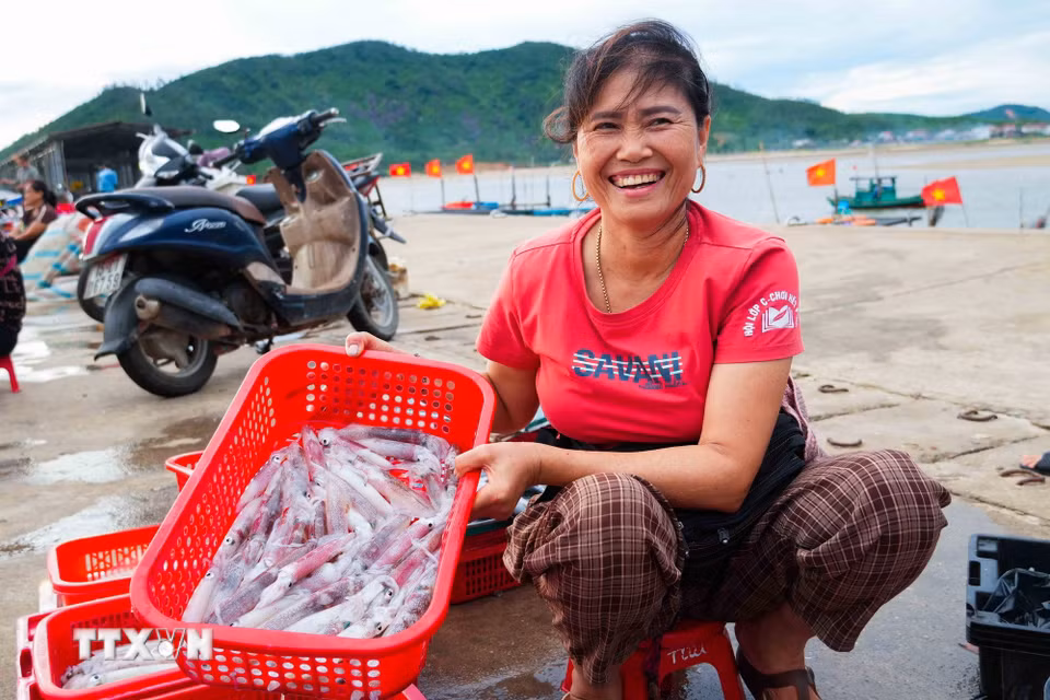 Những mẻ mực tươi ngon là thành quả sau nhiều giờ vươn khơi bám biển của ngư dân Cửa Nhượng. (Ảnh: Hữu Quyết/TTXVN)