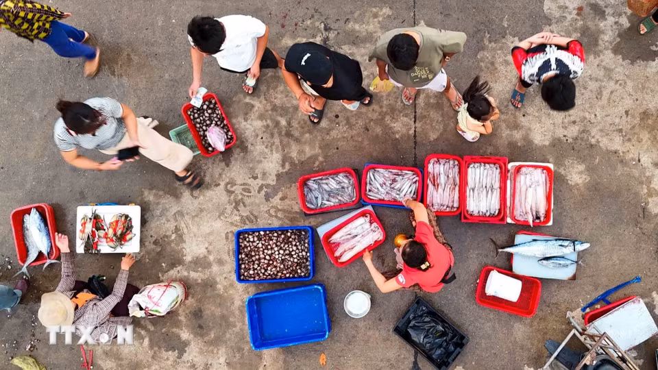 Hải sản tươi ngon được đưa vào tiêu thụ ngay sau khi thuyền cập cảng. (Ảnh: Hữu Quyết/TTXVN)