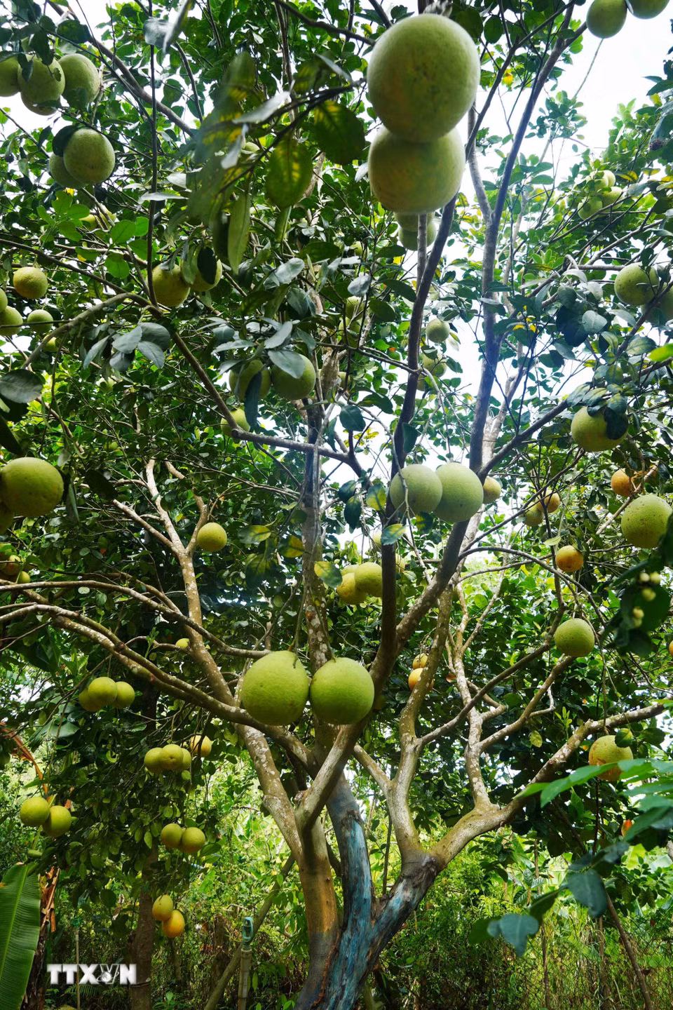 Bưởi thanh trà, phường Thủy Xuân, thành phố Huế cho năng suất cao khi vào chính vụ. (Ảnh: Nguyên Lý/TTXVN)