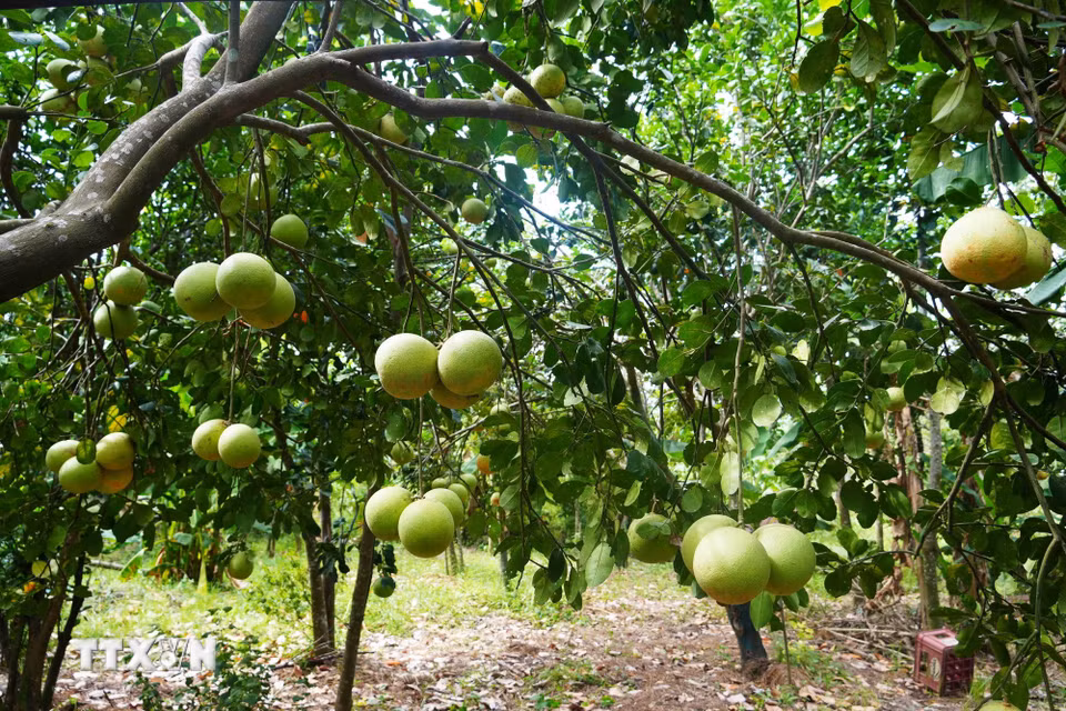 Năm nay, bưởi thanh trà bán được giá cao, khoảng 30.000 đồng/kg. (Ảnh: Nguyên Lý/TTXVN)