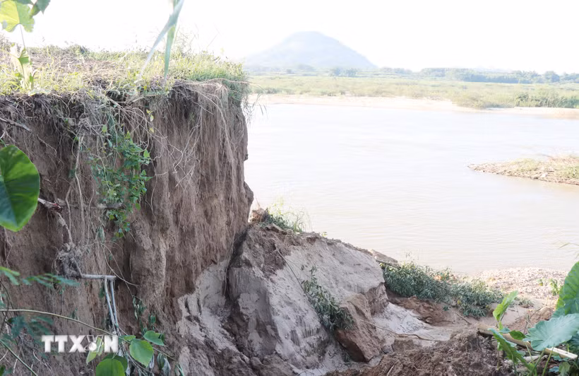 Sạt lở bờ sông Trà Khúc qua thôn An Lạc, xã Trà Giang cuốn trôi đất sản xuất của người dân. (Ảnh: Phạm Cường/TTXVN)