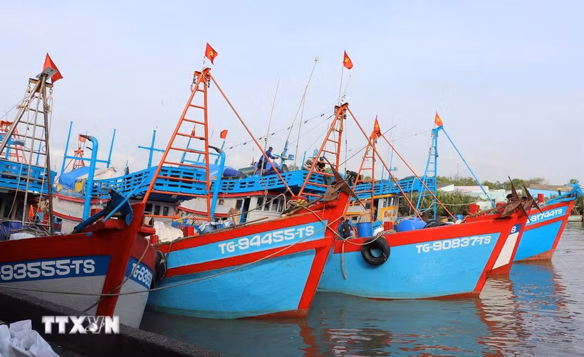 Đội tàu có công suất lớn đủ sức vươn ra khai thác các ngư trường xa như Côn Đảo, Trường Sa, DK1 đạt tỷ lệ 60%. (Ảnh: Hữu Chí/TTXVN)