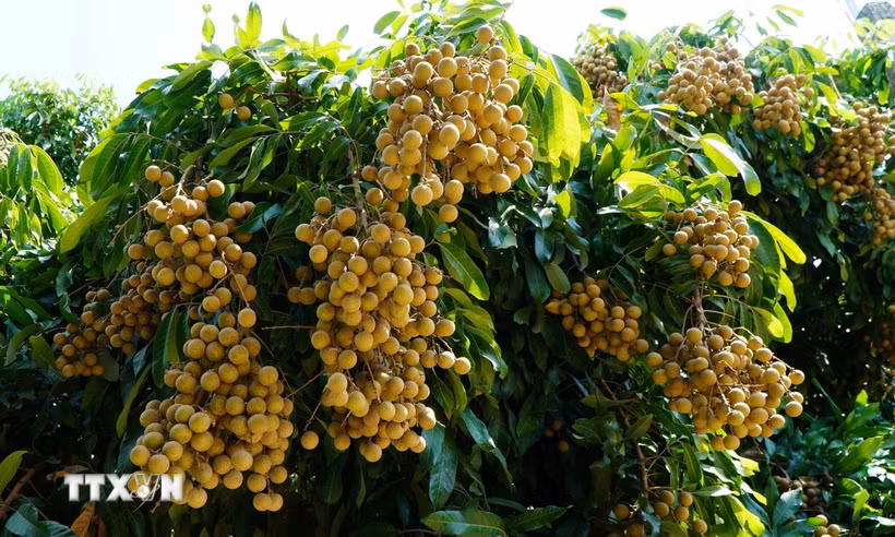 “Nhãn Châu Thành-Đồng Tháp” đã được cấp Giấy chứng nhận bảo hộ nhãn hiệu. (Ảnh: Nhựt An/TTXVN)