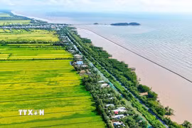 Cà Mau đã xác định các vùng trọng điểm cần tập trung ứng phó gồm vùng sản xuất nông nghiệp, nuôi trồng thủy sản, khu vực ngọt hóa, vùng ven biển và địa bàn khó khăn về nước sinh hoạt. (Ảnh: Huỳnh Anh/TTXVN)