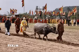Ông Nguyễn Ngọc An (75 tuổi, trú tại xã Tiên Sơn, thị xã Duy Tiên, tỉnh Hà Nam) “vào vai” nhà vua Lê Đại Hành xuống đồng cày ruộng đầu năm với bà con. (Ảnh: Trần Việt/TTXVN)