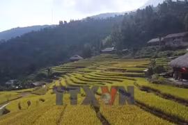 Xà Phìn - mùa vàng bên mái rêu