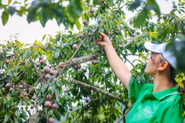 Mận Tam Hoa Bắc Hà - đặc sản trứ danh của Lào Cai. (Ảnh: Hoàng Hiếu/TTXVN)