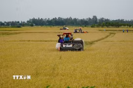 Nông dân ở vùng đầu nguồn của tỉnh Đồng Tháp tất bật thu hoạch vụ lúa Hè thu để chuẩn bị đón mùa nước nổi. (Ảnh: Nhựt An/TTXVN)