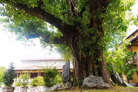 Cây bồ đề có nguồn gốc từ Ấn Độ trồng trong sân chùa Từ Đàm, thành phố Huế. (Ảnh: Nguyên Lý/TTXVN)