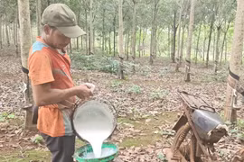 Nông dân tại xã Phú Nghĩa thu hoạch mủ cao su. (Ảnh: K GỬIH/TTXVN)