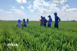 Sản xuất lúa chất lượng cao và phát thải thấp không chỉ nâng cao giá trị kinh tế cho người nông dân Cà Mau mà còn khẳng định trách nhiệm cùng cả nước hướng tới nền nông nghiệp xanh, hiện đại và bền vững. (Ảnh: TTXVN phát)