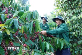 Thu hoạch càphê tại Đắk Lắk. (Ảnh: Hoài Thu/TTXVN)
