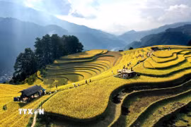 Mùa lúa chín trên những thửa ruộng bậc thang ở miền núi phía Bắc Việt Nam thu hút hàng nghìn du khách và nhiếp ảnh gia. (Ảnh: Tuấn Anh/TTXVN)