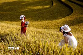 Du khách từ khắp nơi đổ về, háo hức ghi lại những khoảnh khắc đáng nhớ và đắm mình trong vẻ đẹp của mùa lúa chín ở Mù Cang Chải. (Ảnh: Tuấn Anh/TTXVN)