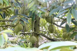 Cây sầu riêng nghịch vụ, sai trái trong vườn của ông Cao Văn Tấn, ấp Bình Thành, xã Thoại Sơn, tỉnh An Giang. (Ảnh: Công Mạo/TTXVN)