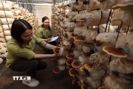Kiểm tra giống nấm linh chi được nhân giống bảo tồn ở Trung tâm của Vườn Quốc gia Hoàng Liên, tỉnh Lào Cai. (Ảnh: Vũ Sinh/TTXVN)