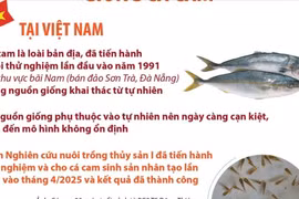Việt Nam là nước đầu tiên trên thế giới sinh sản thành công giống cá cam 