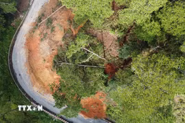 Khối đất đá khoảng 6.000m3 trên đồi thông có diện tích khoảng 3.500m2 phía taluy dương của đèo D’ran đang bị nứt toác, có thể đổ ập xuống mặt đường bất cứ lúc nào. (Ảnh: Nguyễn Dũng/TTXVN)