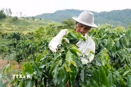 Vườn càphê của ông A Nhíp (sinh năm 1954, thôn Đăk Bung, xã Đăk Plô, Quảng Ngãi) phát triển tốt nhờ canh tác đúng kỹ thuật, mang về khoản thu hơn 100 triệu đồng/năm. (Ảnh: Dư Toán/TTXVN)