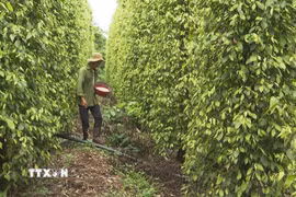 Hộ gia đình anh Chu Văn Thường (dân tộc Nùng), thôn Bù Bưng, xã Đăk Ơ, phát triển kinh tế bền vững nhờ cao su, tiêu, điều. (Ảnh: K GỬIH/TTXVN)