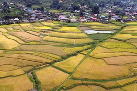 Mùa lúa chín vàng ở xã Ngọc Chiến, tỉnh Sơn La. (Ảnh: Quang Quyết/TTXVN)